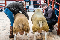 Longtown Ram Fair-47